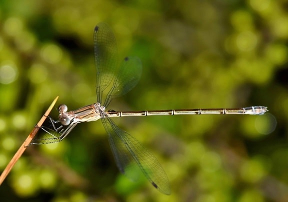 dragonfly, έντομο, αρθρόποδα, ασπόνδυλα, φυτό, φύση