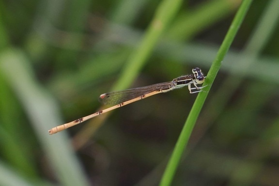 dragonfly, insect, nature, leaf, arthropod, grass, invertebrate