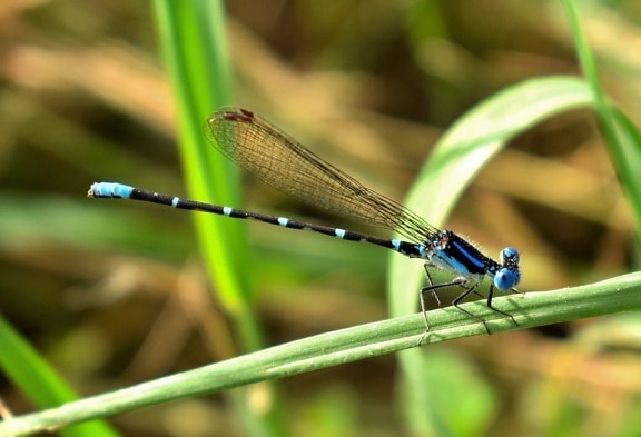 dragonfly, nature, animal, leaf, wildlife, insect, summer