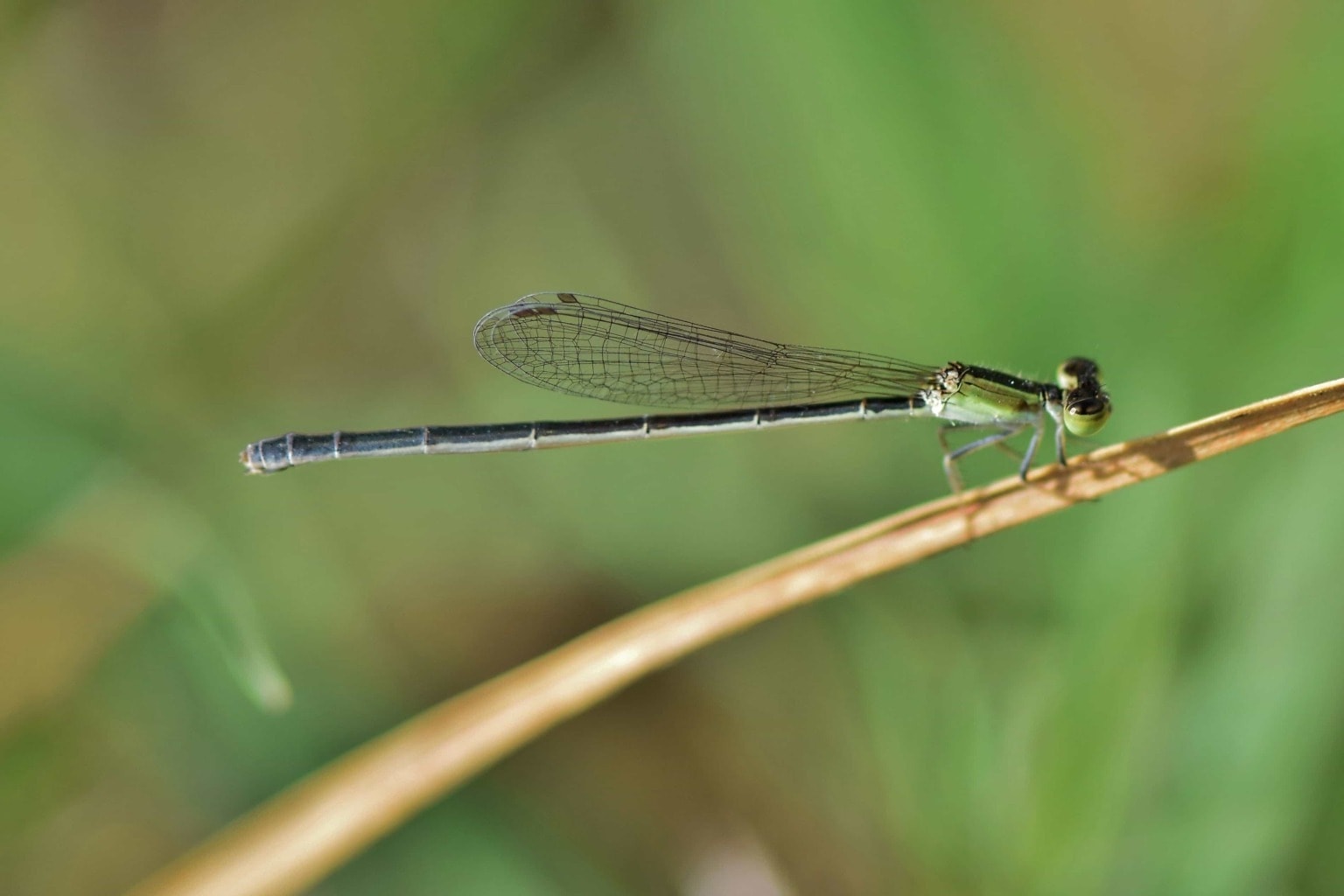 Zygoptera Стрекоза