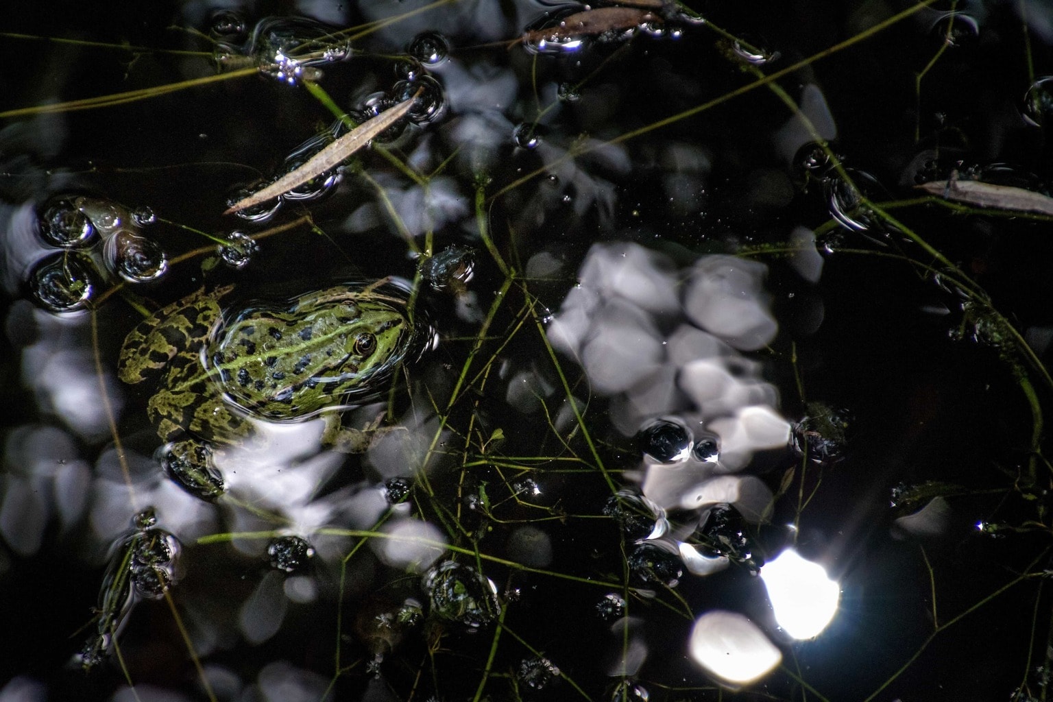 Дыхание лягушки в воде. Лягушачий свет. Вода болото макро. Leafy Pond.