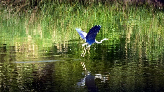 heron, lake, water, reflection, bird, wildlife, wild, marsh, nature