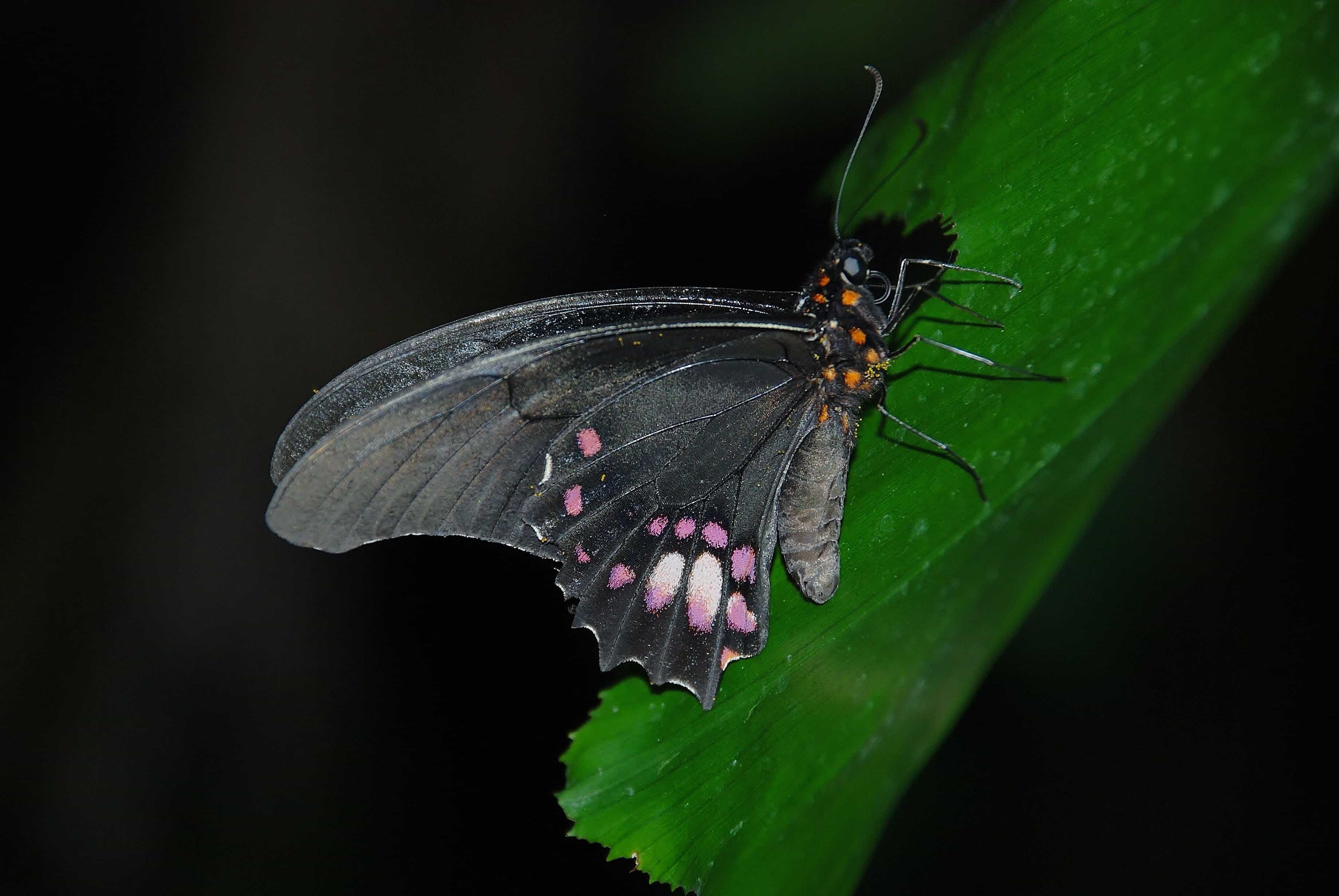 夏季黑色的蛾子图片