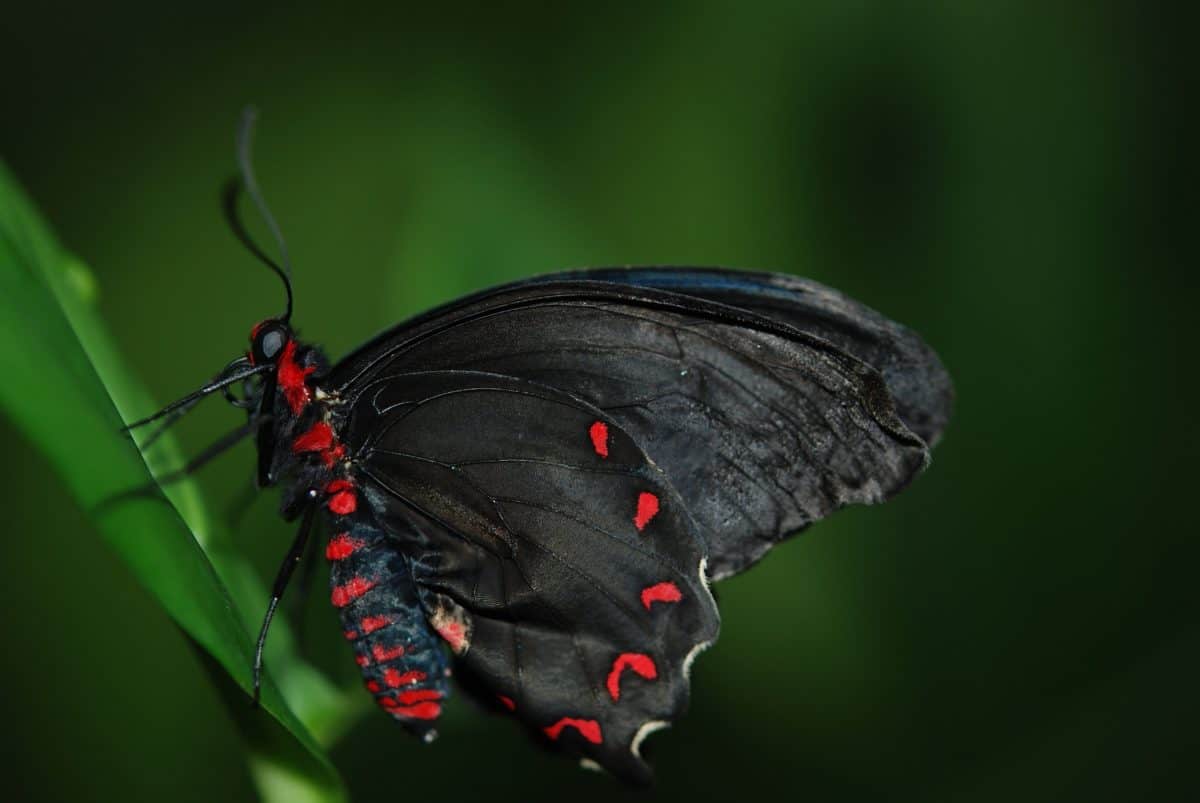 omurgasız, siyah kelebek, doğa, yaban hayatı, böcek, böcek