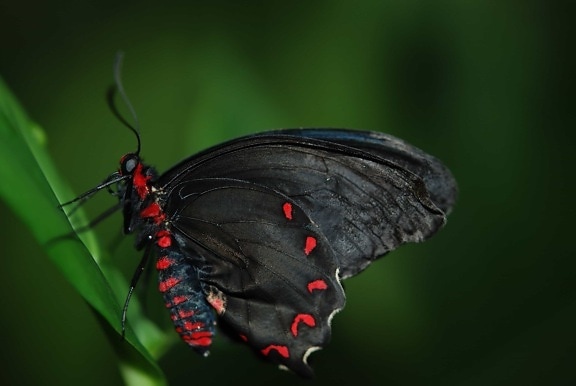 bezobratlých, černý motýl, přírody, volně žijící zvířata, hmyz, brouk
