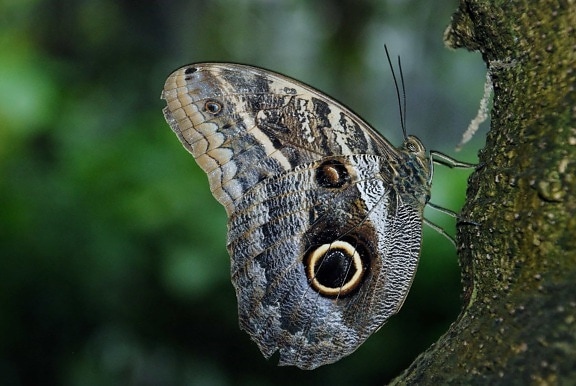 Бабочка, природа, макро, детали, крылья, дикой природы, животных, зоологии