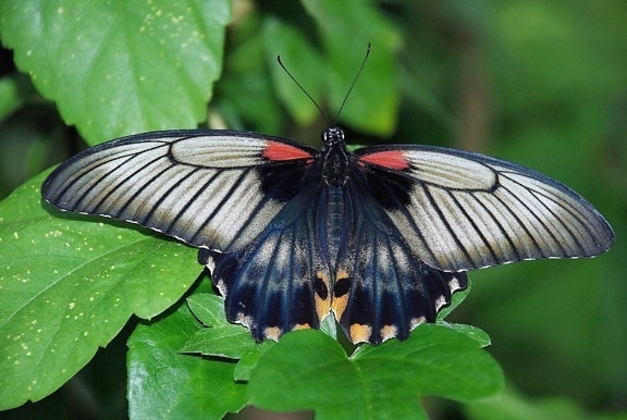 vida selvagem, negro, borboleta, natureza, biologia, mimetismo, inseto, invertebrado