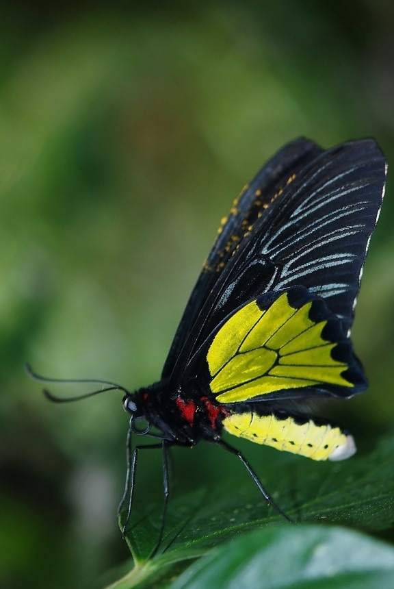Безхребетні метелик природи, комах, тварин, дикої природи