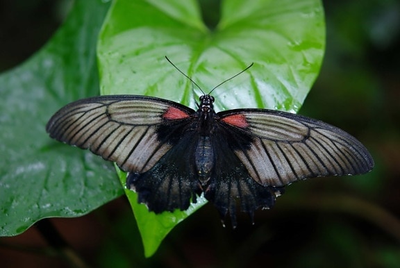 insect, biologie, natuur, dieren in het wild, zwart vlinder, ongewervelden, macro