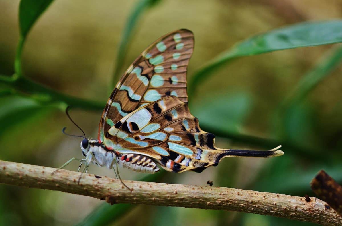 invertebrate, macro, đầy màu sắc, cánh, bản chất, côn trùng, bướm, động vật hoang dã, động vật