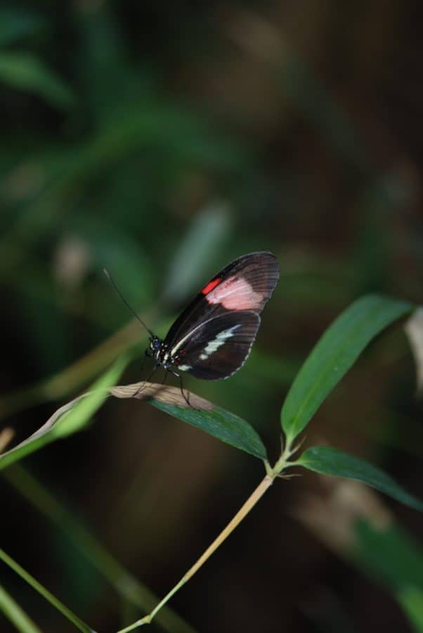 Sommer, Wirbellosen, Schmetterling, Blatt, Insekt, Tierwelt, Natur