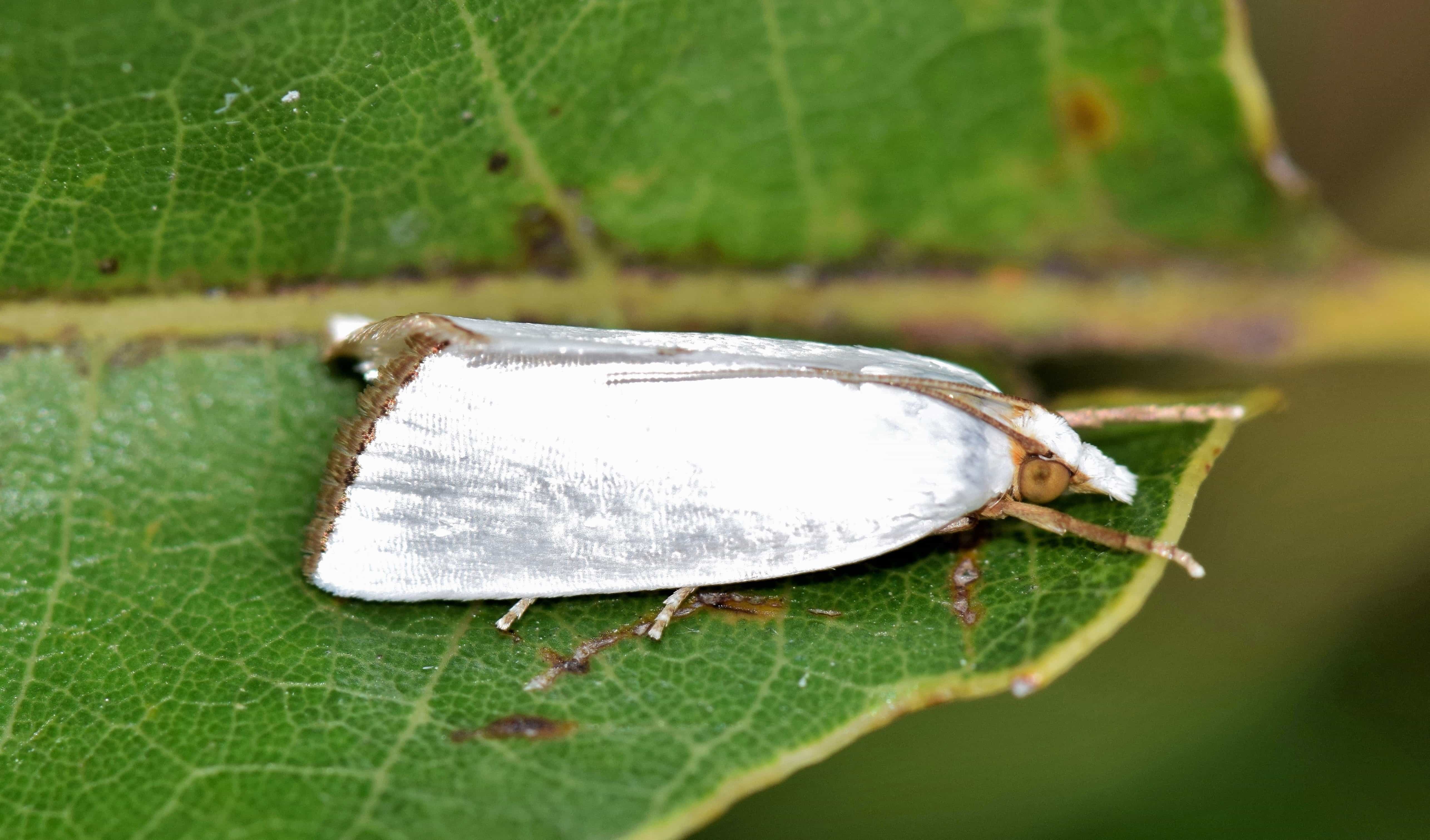 飞蛾品种图鉴 白色图片