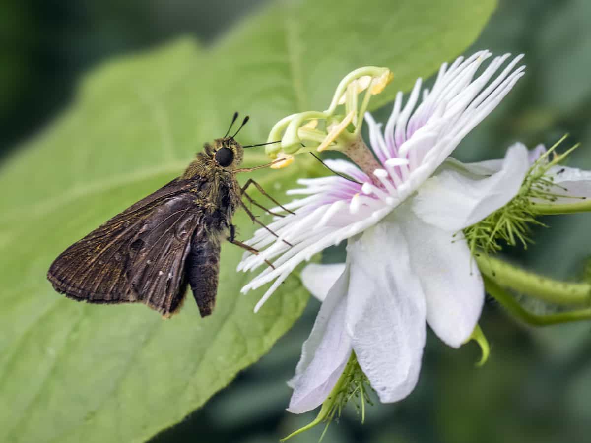 Літній комаха флори, Метелик, природи, листя, квітка, трав