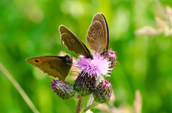 Комаха природи метелик, літо, квітка, дикої природи, садові