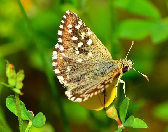 natura, fauna selvatica, insetto, farfalla invertebrato, estate,