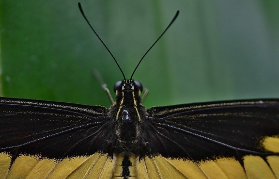 insecte, noir, papillon, invertébré, la faune, arthropodes, papillon de nuit