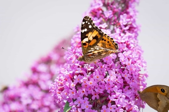 Літній природи квітка, Метелик, Комаха, рослини, сад