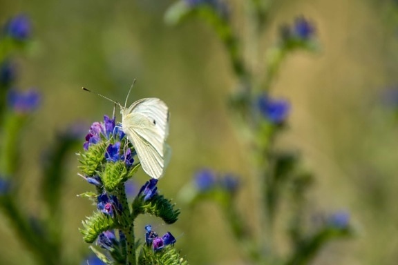 Wildflower комаха диких квітів, Метелик, луг, літо, природи, дикий, Флора
