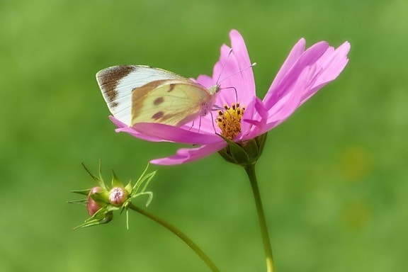insect, wildflower, summer, nature, butterfly, blossom, plant