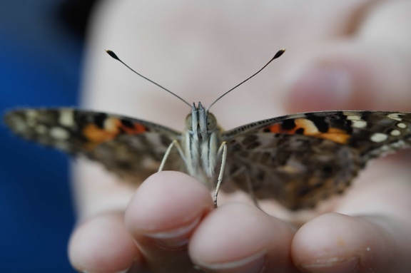animal, nature, insect, hand, finger, butterfly, invertebrate, wildlife, summer