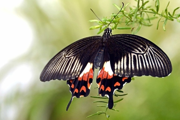 дивата природа, пеперуди, насекоми, природа, бръмбар, членестоноги, животно