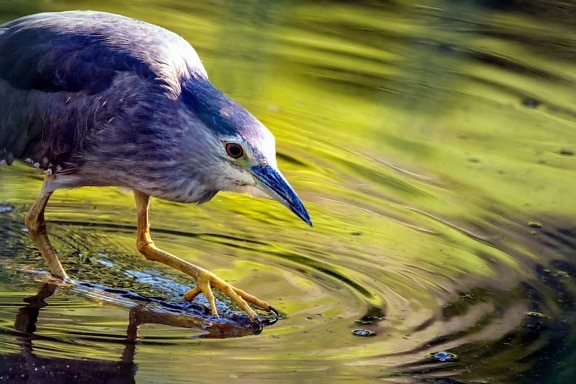 heron, swamp, beak, water, nature, wildlife, animal, bird, wild