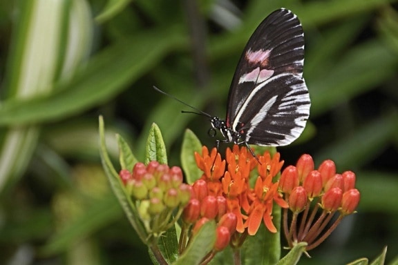 Butterfly kukka, kesä, hyönteinen, luonto, Internet, yrtti milkweed