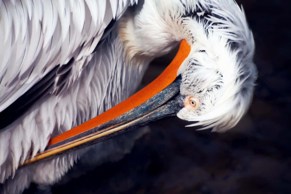 lintu sulka seabird, pelican, nokka, luonnon, eläinten