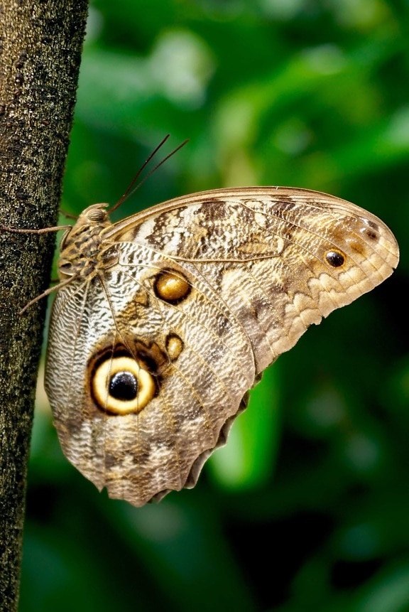 Motyl, owad, dzikie, natura, brązowy, przyrody, zwierząt, stawonogi
