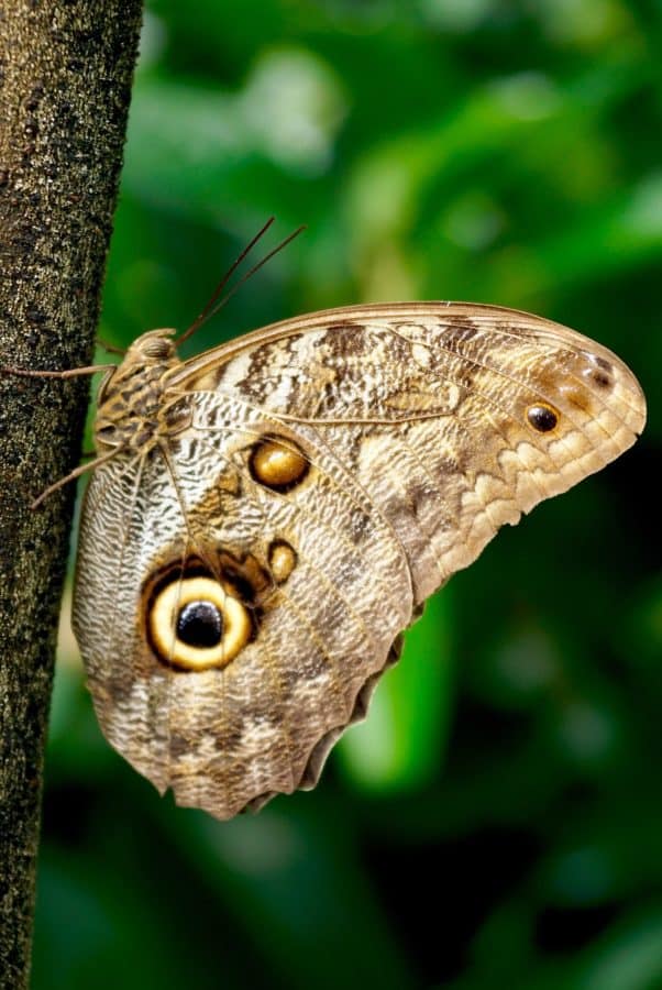 Метелик, Комаха, природою, коричневий, дикої природи, тваринного, членистоногих