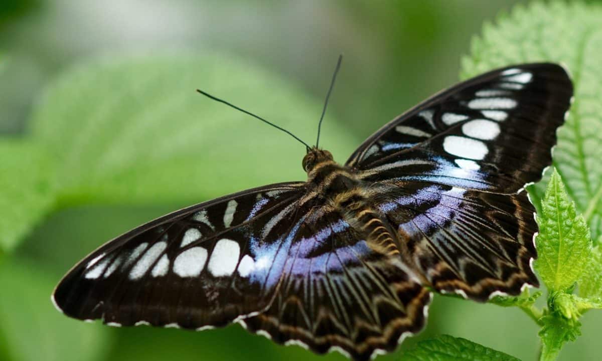 Черная бабочка, макро, крылья, насекомое, беспозвоночных, дикой природы, природа, лето