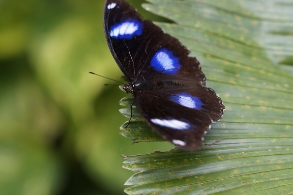 άγριας ζωής, έντομο, πεταλούδα, φύση, μπλε, μακροεντολή, πράσινο φύλλο, macro