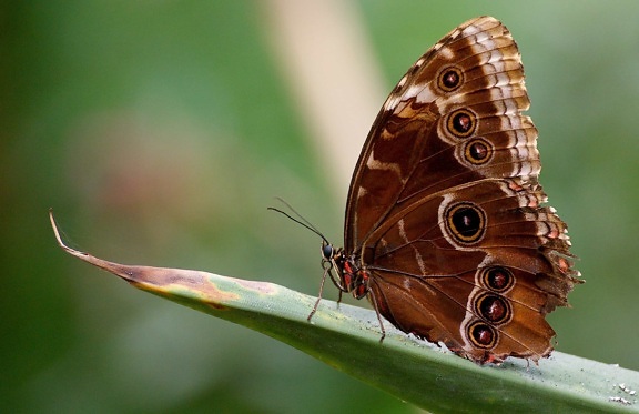 butterfly, wildlife, nature, animal, insect, macro, detail, brown, garden