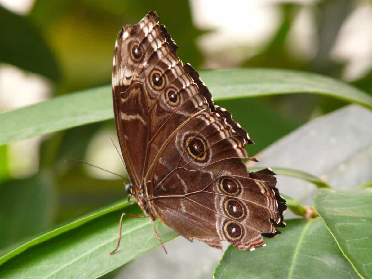 natur, moth, wildlife, vingar, fjäril, ryggradslösa djur, djur, insekt