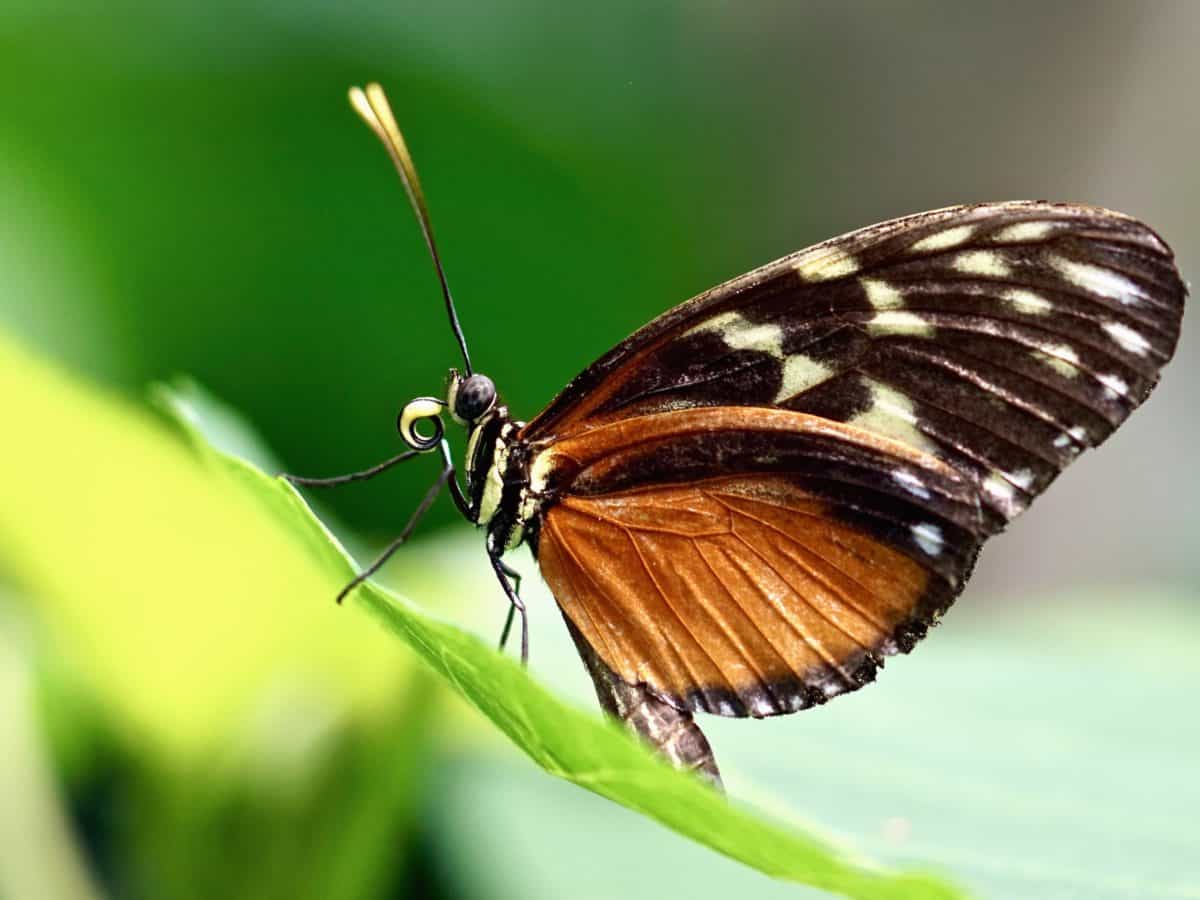 příroda, hmyz, bezobratlých, léto, motýl, volně žijící zvířata
