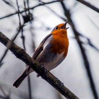 Images Gratuites Oiseau Chanteur