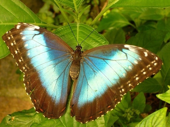 夏、蝶、葉、昆虫、マクロ、翼、野生動物、自然、節足動物