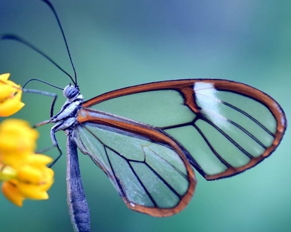biologije, divljih životinja, insekata, makronaredbe, detalj, leptir, beskralješnjaka, priroda