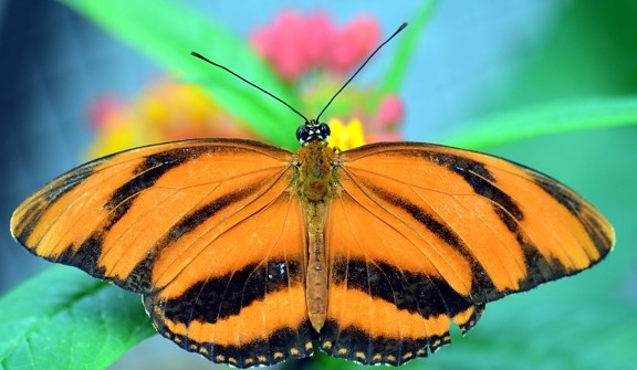 vida selvagem, borboleta, colorida, marrom, invertebrados, natureza, inseto, verão