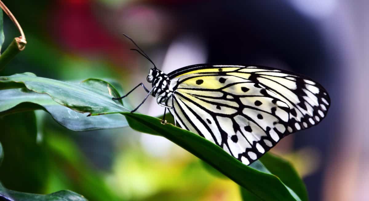 自然、昆虫、蛾、夏、野生動物、美しい蝶