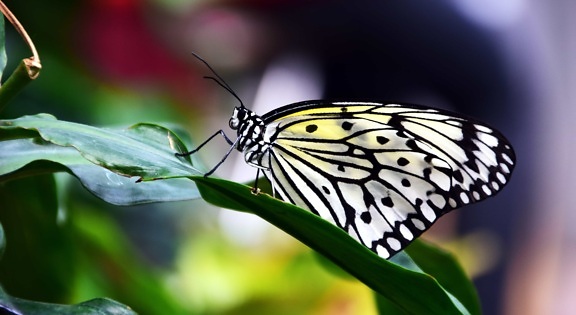 自然、昆虫、蛾、夏、野生動物、美しい蝶