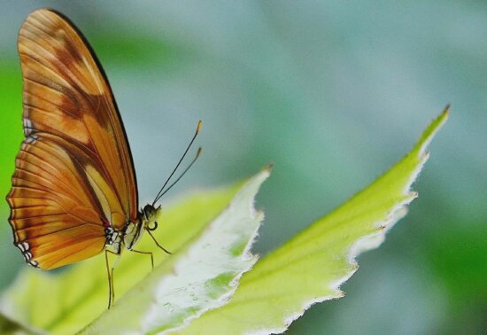 nature, animal, brown, butterfly, insect, leaf, biology, wildlife