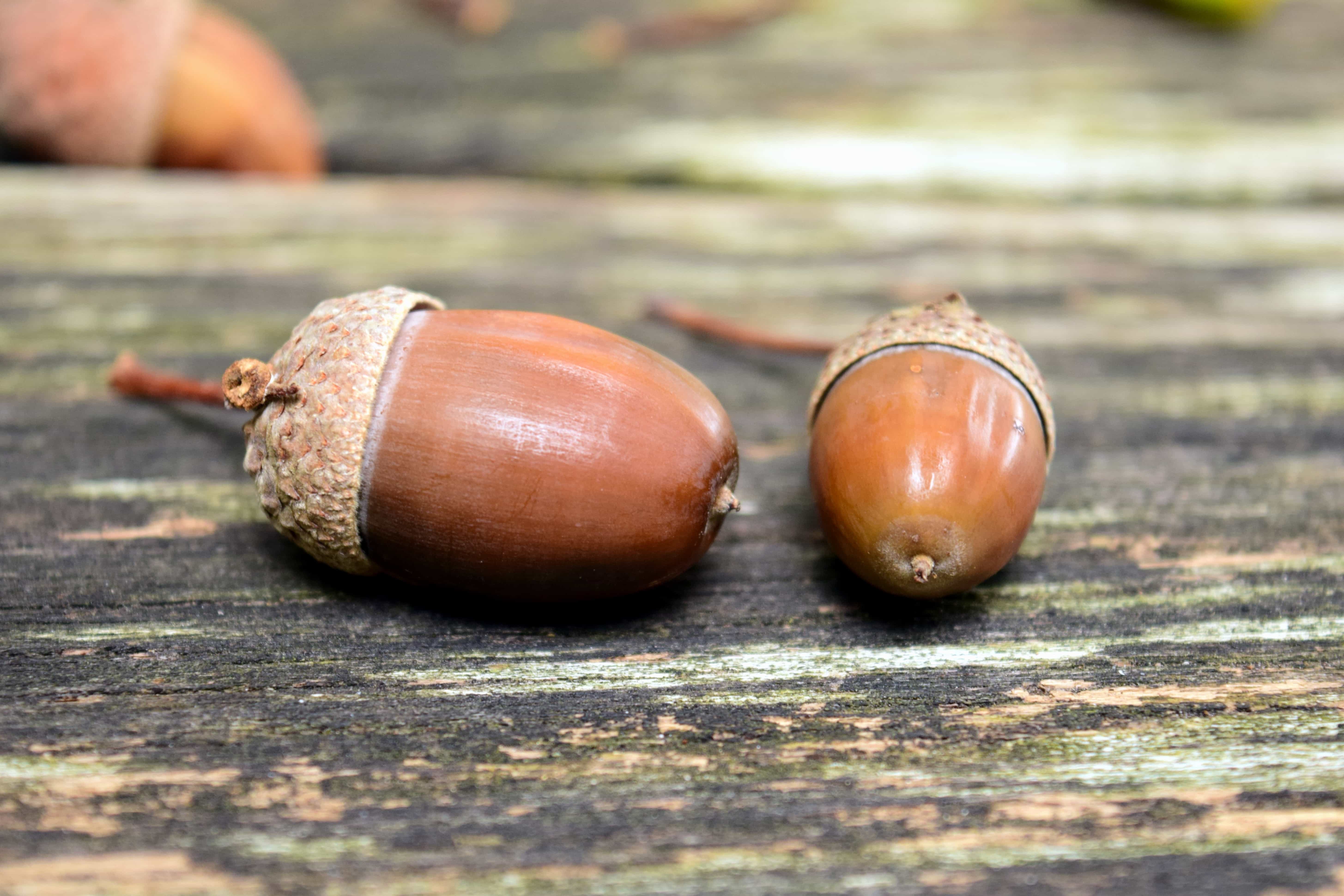 Nuts similar to acorns investing forex monitoring service