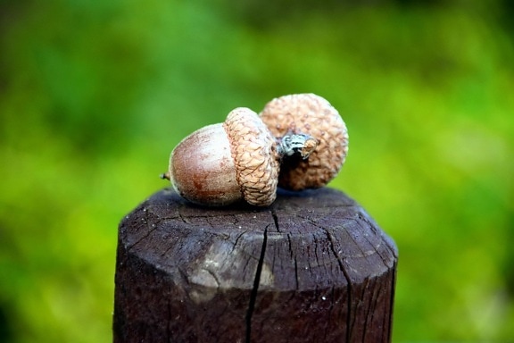 wood, acorn, brown, nature, pillar