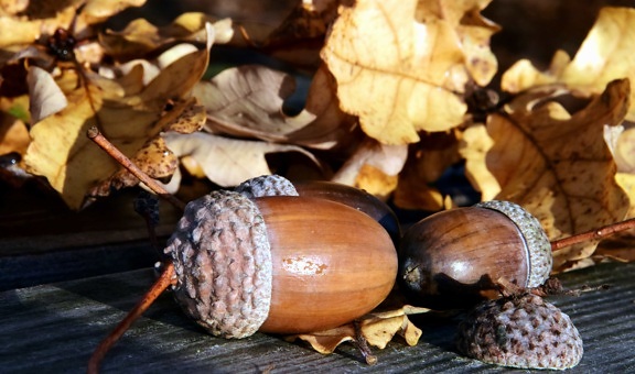 leaf, acorn, wood, table, nature