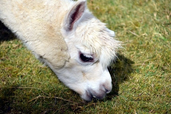 head, fur, lama, animal, daylight, grass, food