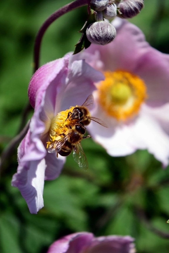 bibe, makró, természet, virág, méh, növény, rovar, pollen, nyári