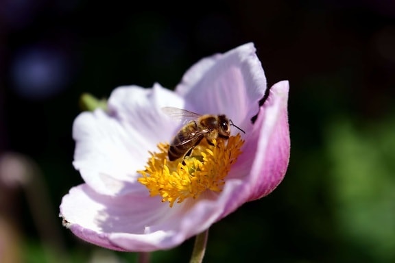 Pszczoła, charakter, kwiat, lato, pyłek, owad