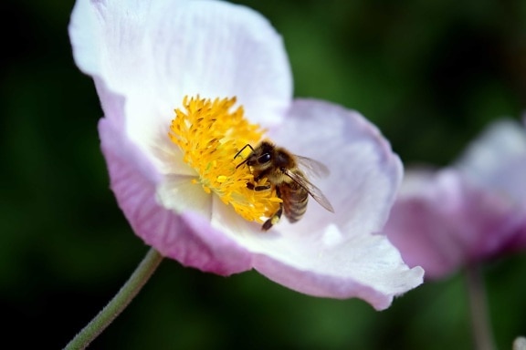 pyl, flóra, hmyz, léto, květina, příroda, včela
