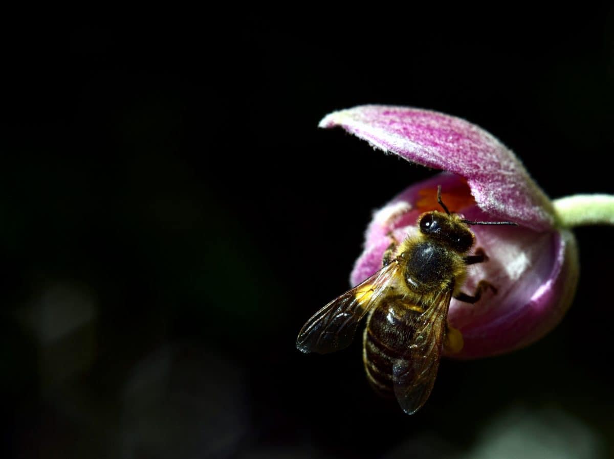 пчела, природа, цветок, насекомых, растений